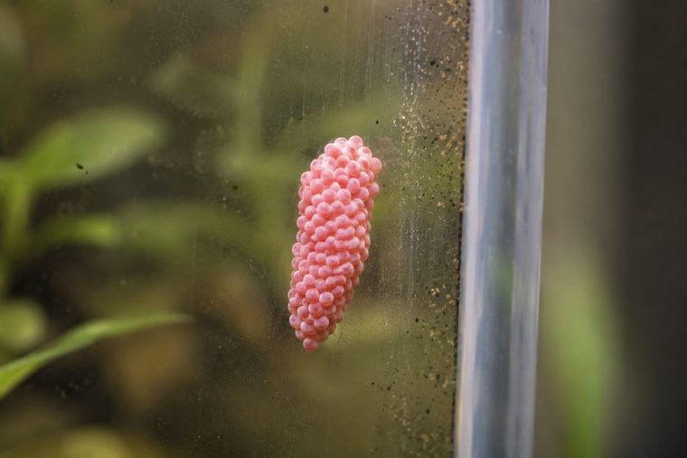 Roze eierpakket van een appelslak boven de waterlijn tegen het glas
