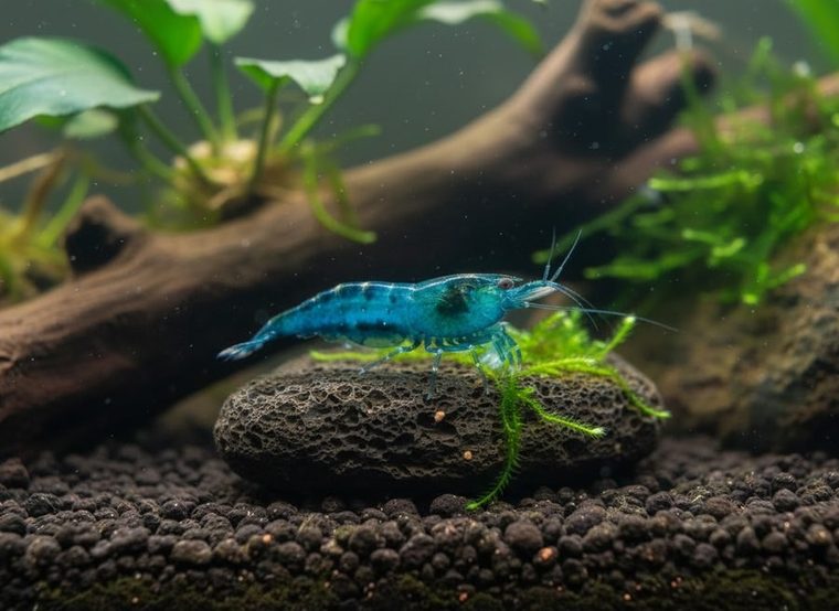 Neocaridina garnaal op een steen tussen mos in een beplant aquarium