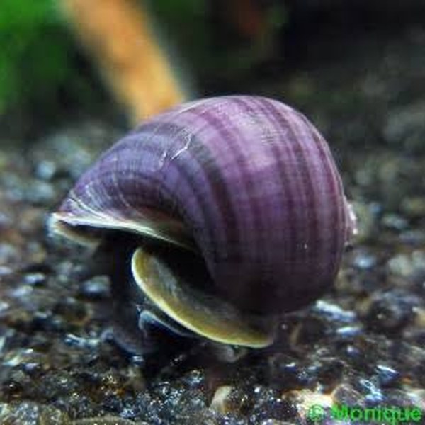 Donkerpaarse appelslak (Pomacea bridgesii) met diep aubergine-paarse schelp