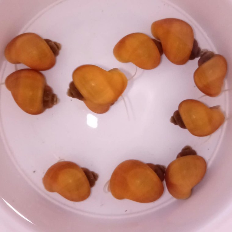 Jonge gele appelslakken bij elkaar in een kom