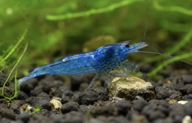 Neocaridina Garnaal Blauw (Neocaridina davidi)