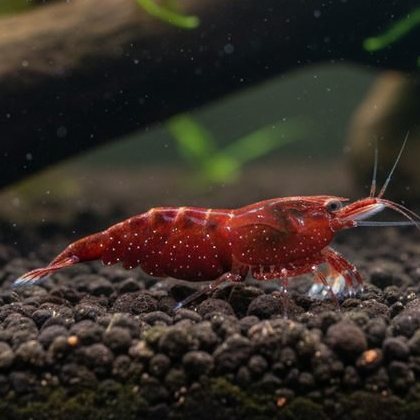 Crevette Neocaridina rouge (Neocaridina davidi)