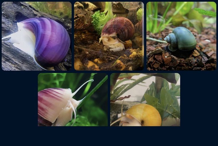 Starterpack met vijf kleuren appelslakken van AquaSlak