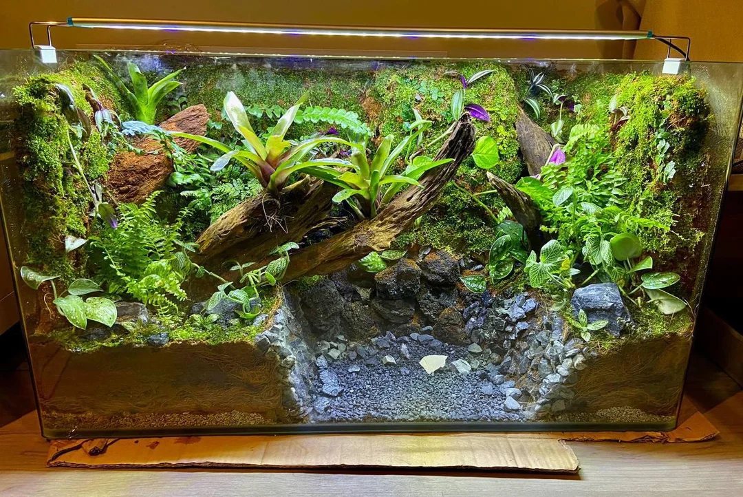 Paludarium voor vampierkrabben met mos, hout, wortels en een ondiep waterdeel