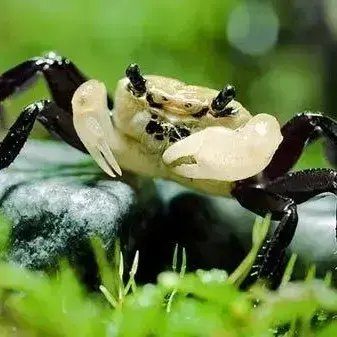 Panda Vampierkrab — Lepidothelphusa cognetti