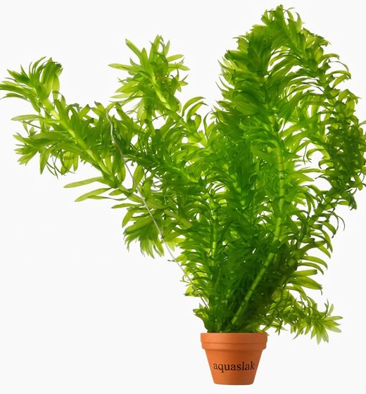 Élodée (Egeria densa)