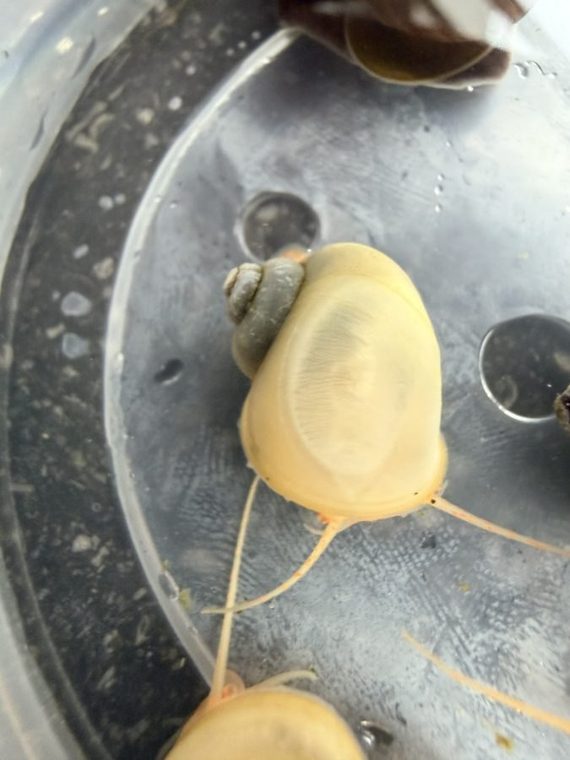 Witte Appelslak — Pomacea bridgesii